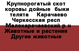 Крупнорогатый скот ( коровы дойные, быки, телята) - Карачаево-Черкесская респ., Малокарачаевский р-н Животные и растения » Другие животные   